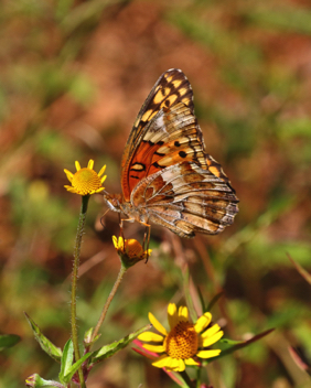 Variegated Fritillary